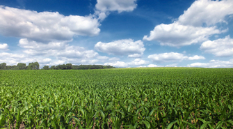 Crop Insurance Quote